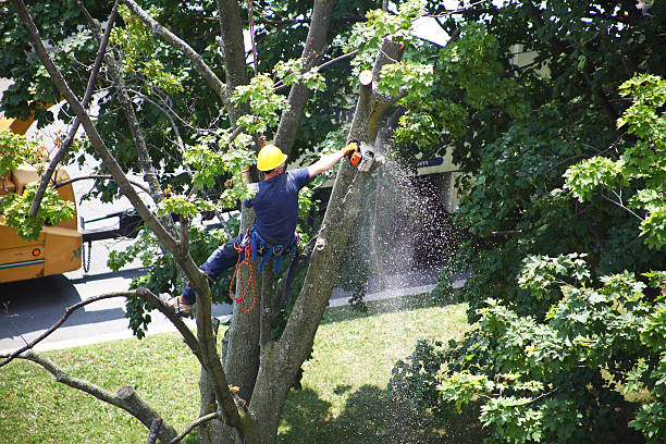 Best Commercial Tree Services  in USA